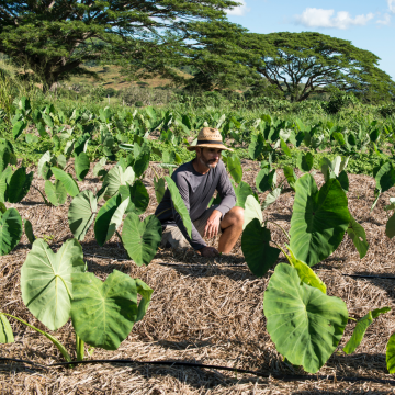 Dotation installation agriculture